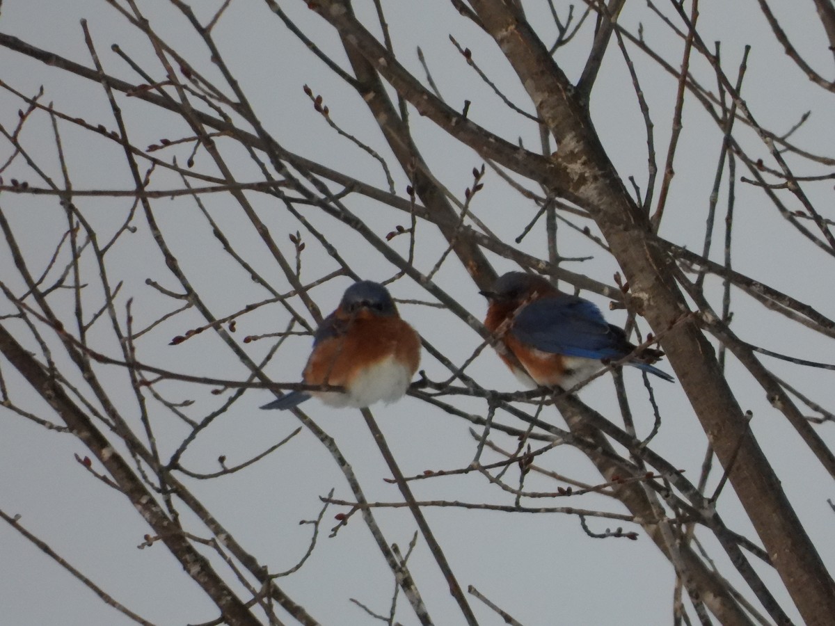 ルリツグミ - ML647649575