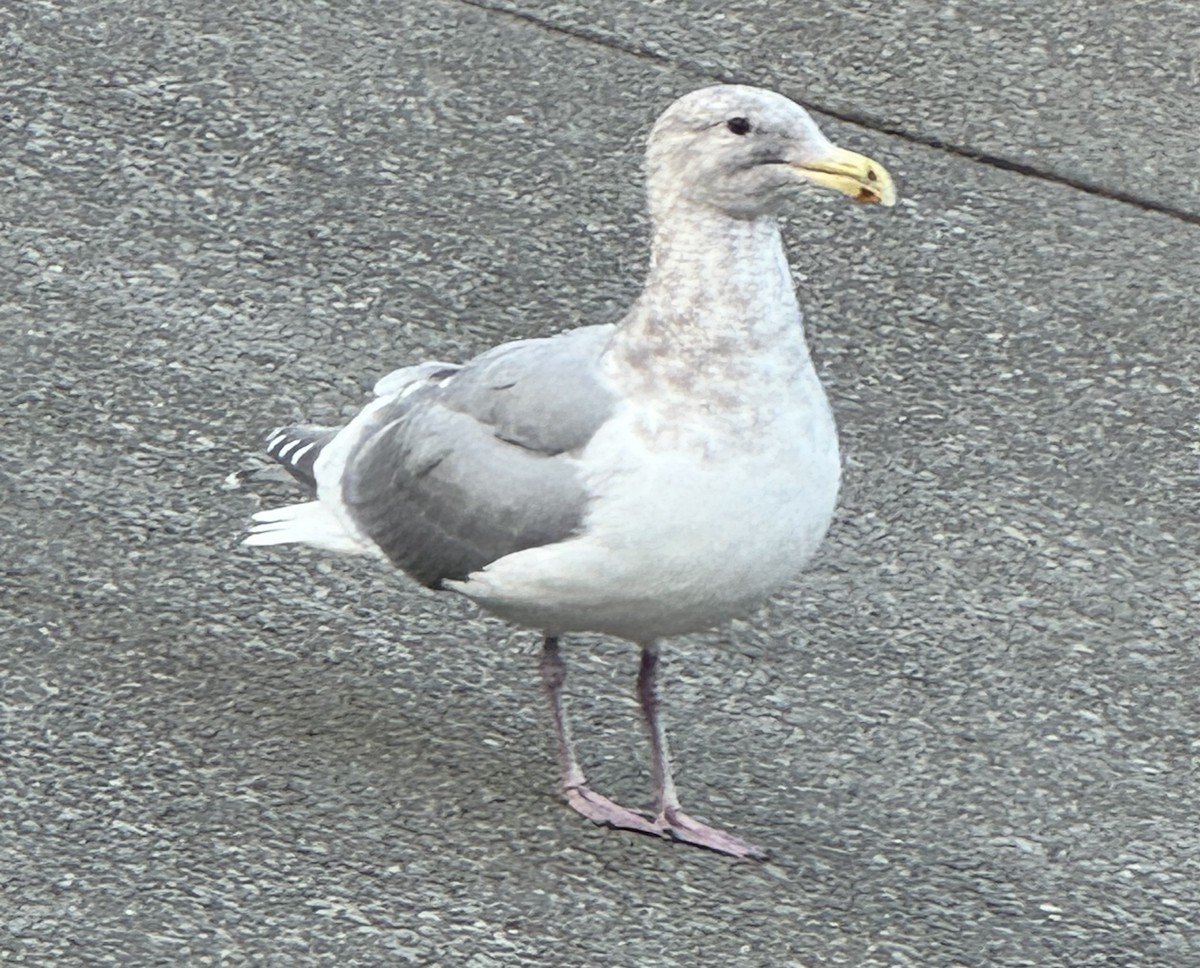 ワシカモメ - ML647649580