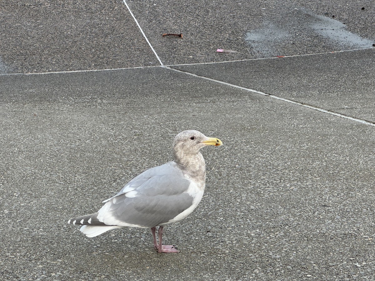 ワシカモメ - ML647649581