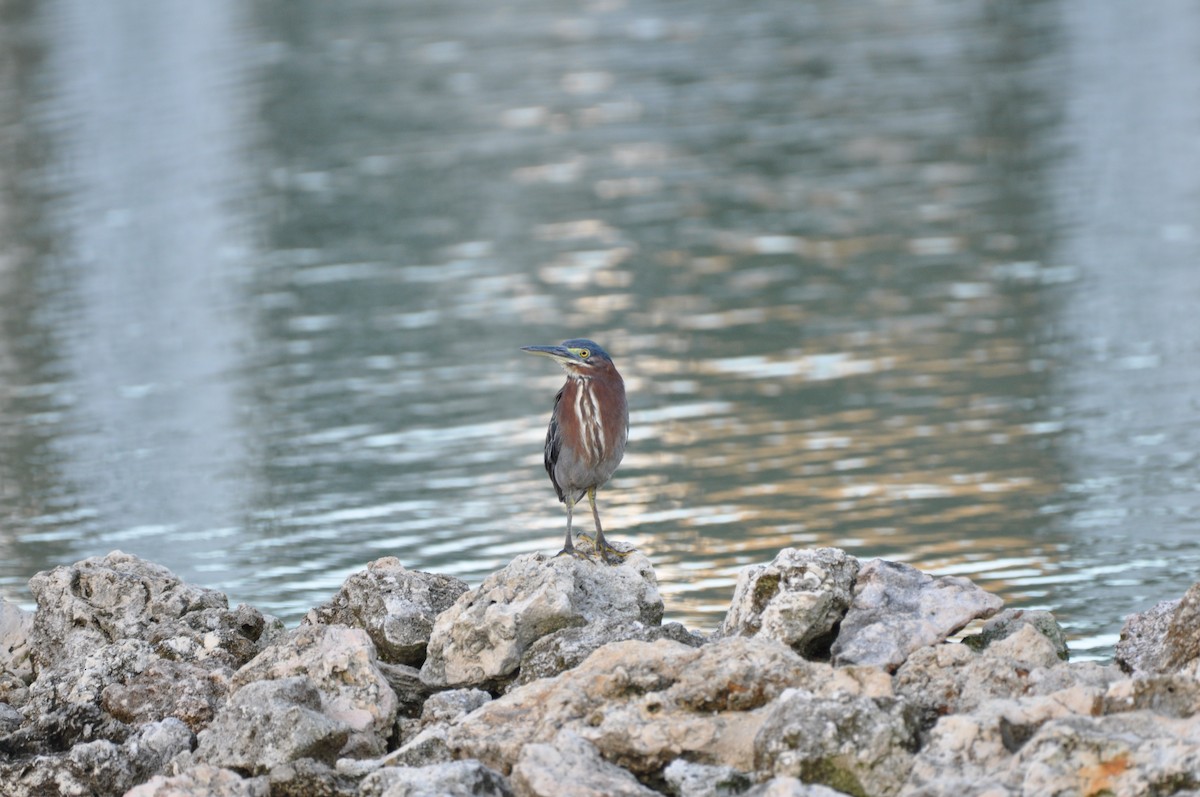 アメリカササゴイ - ML647649582