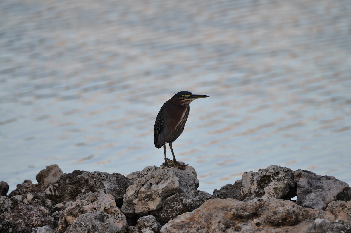 アメリカササゴイ - ML647649583