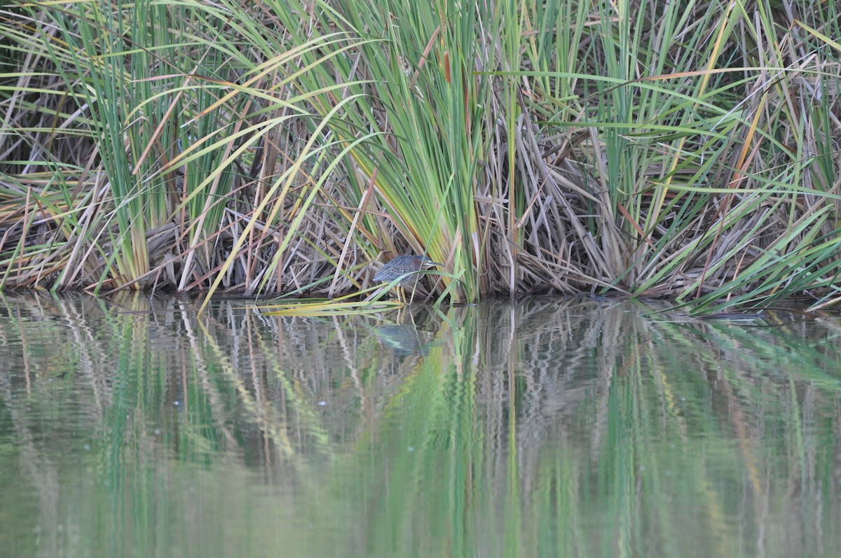 アメリカササゴイ - ML647649584