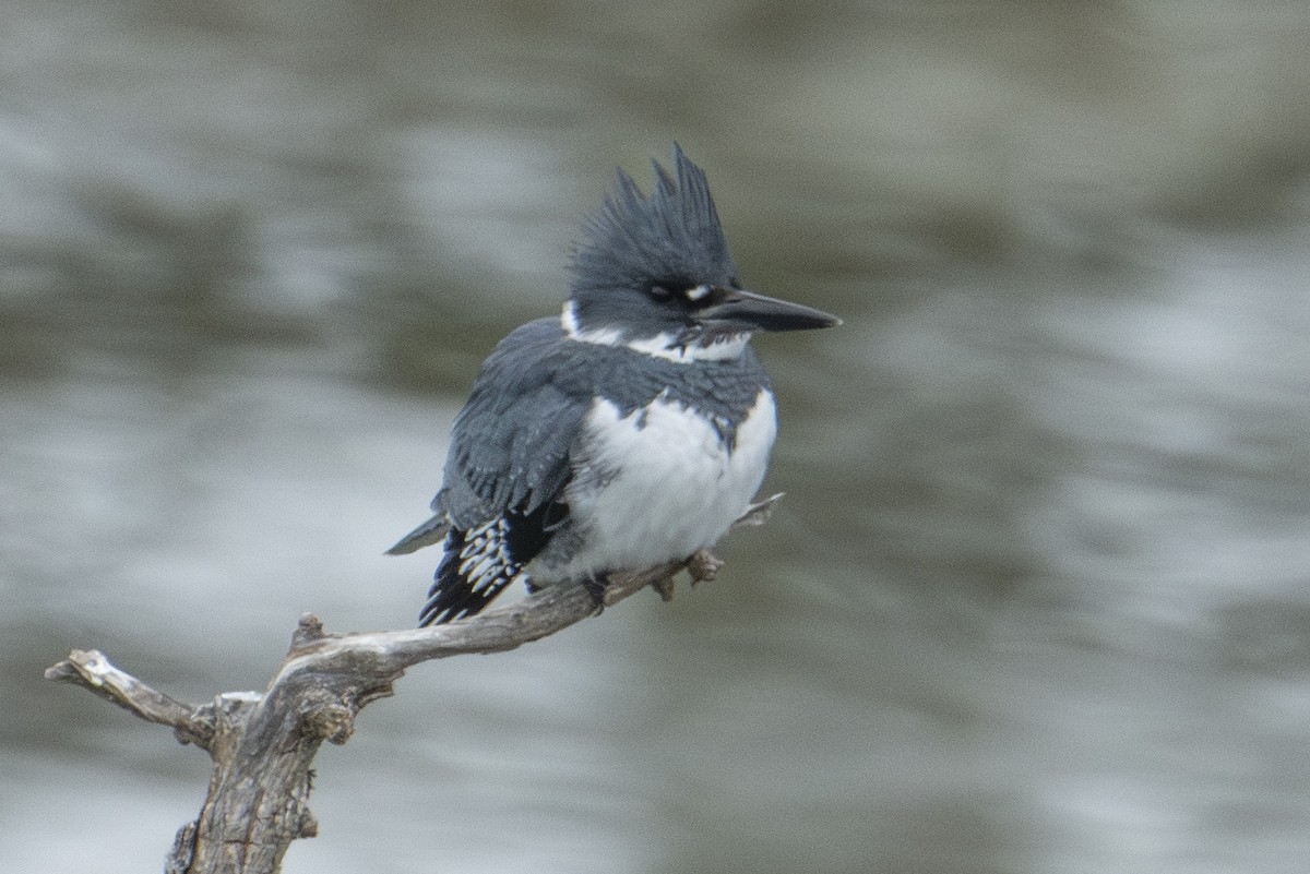 アメリカヤマセミ - ML647649586