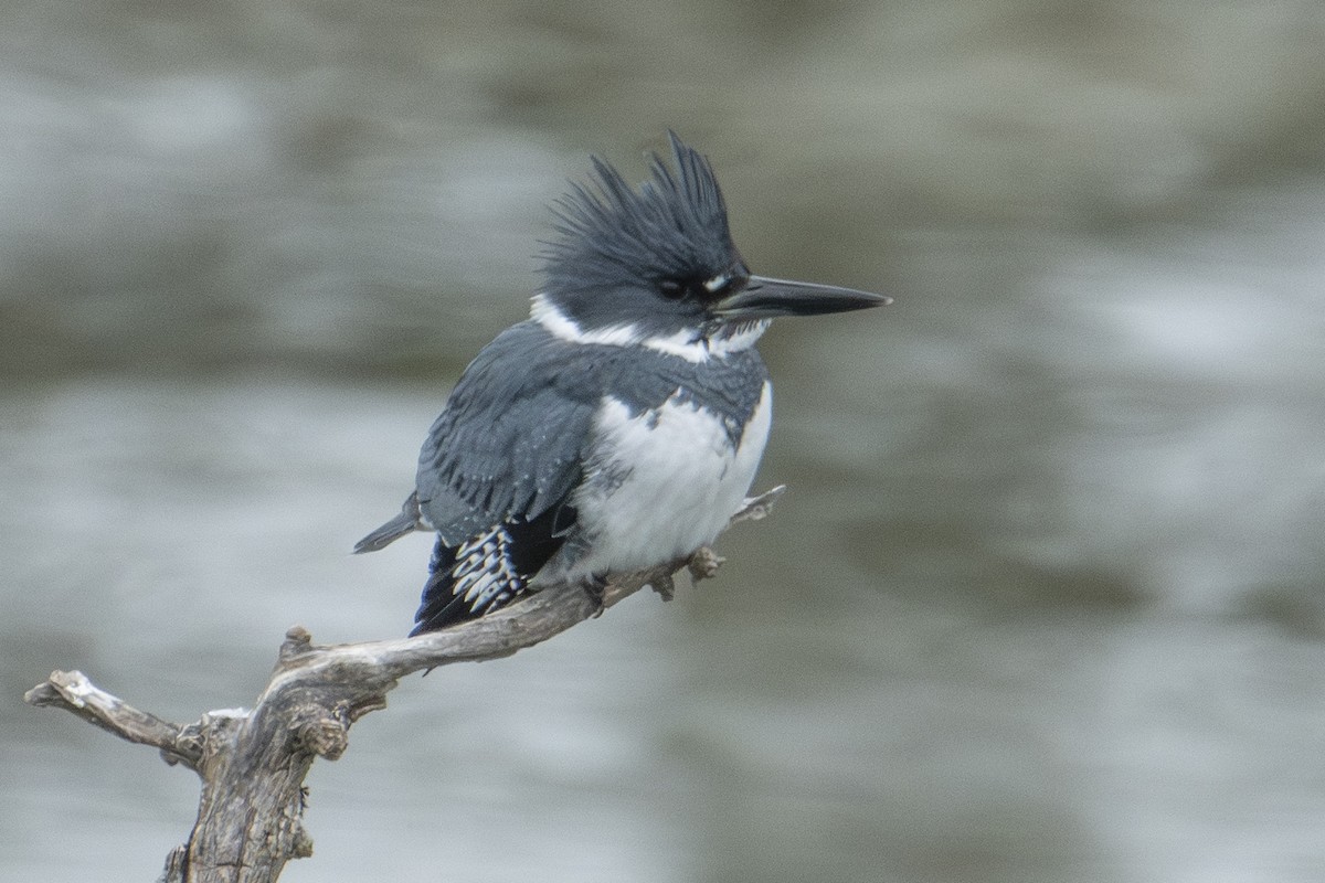 アメリカヤマセミ - ML647649587