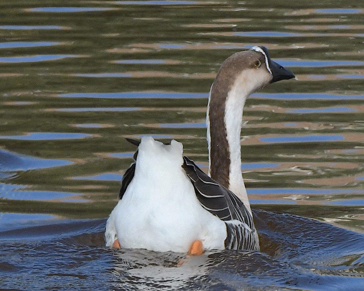 マガン属（家畜） - ML647649588