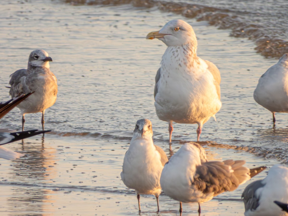 アメリカセグロカモメ - ML647649589