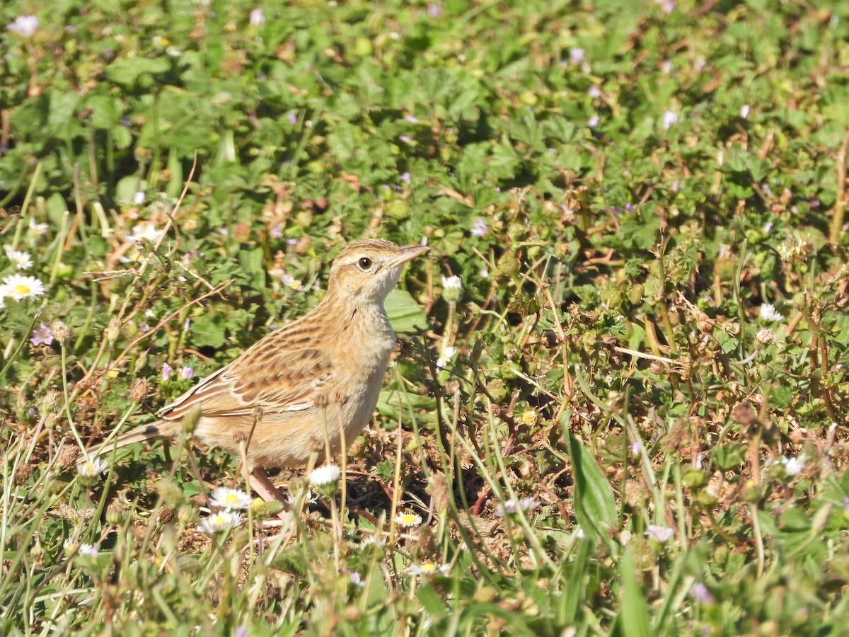 Australian Pipit - ML647649596