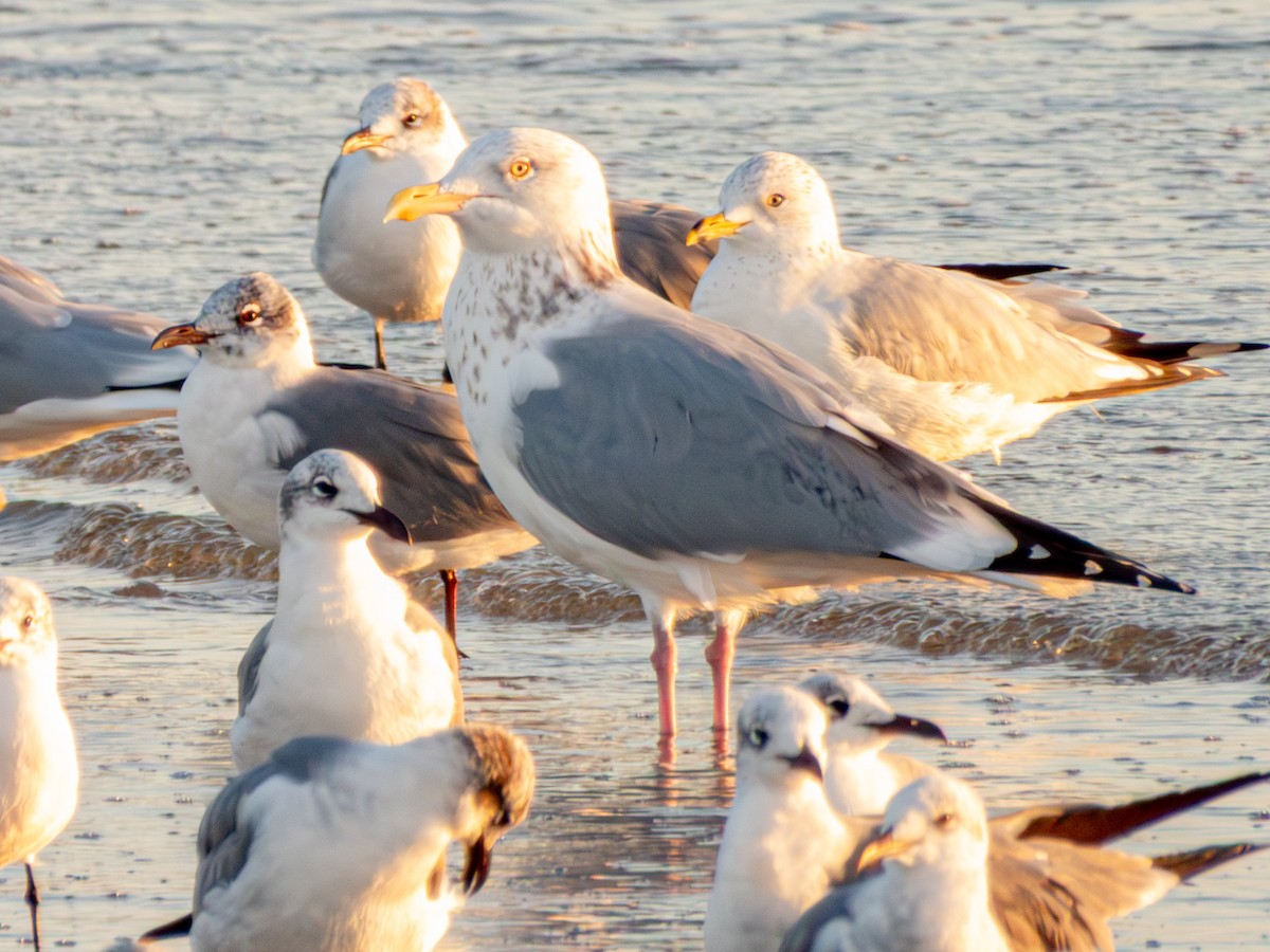 American Herring Gull - ML647649597