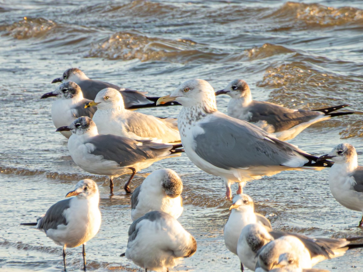 American Herring Gull - ML647649600