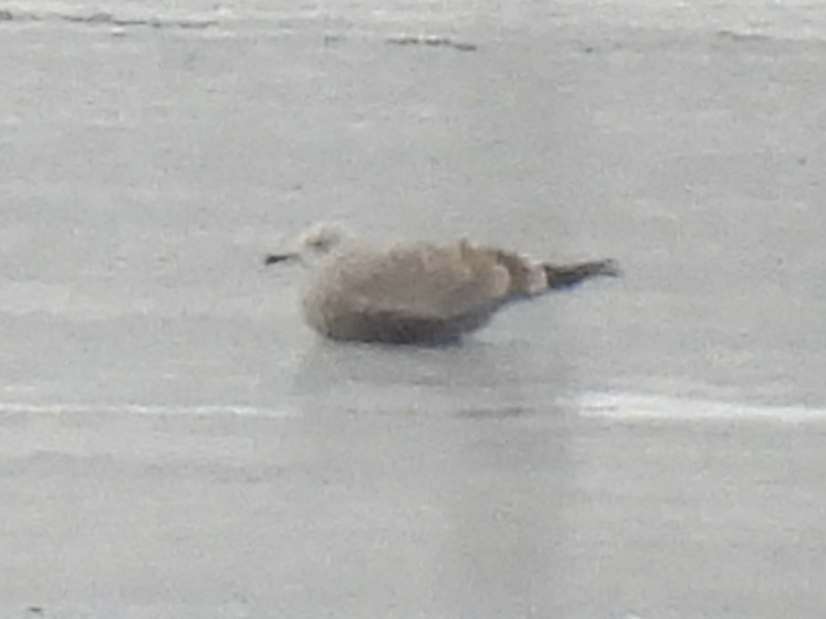 American Herring Gull - ML647649601