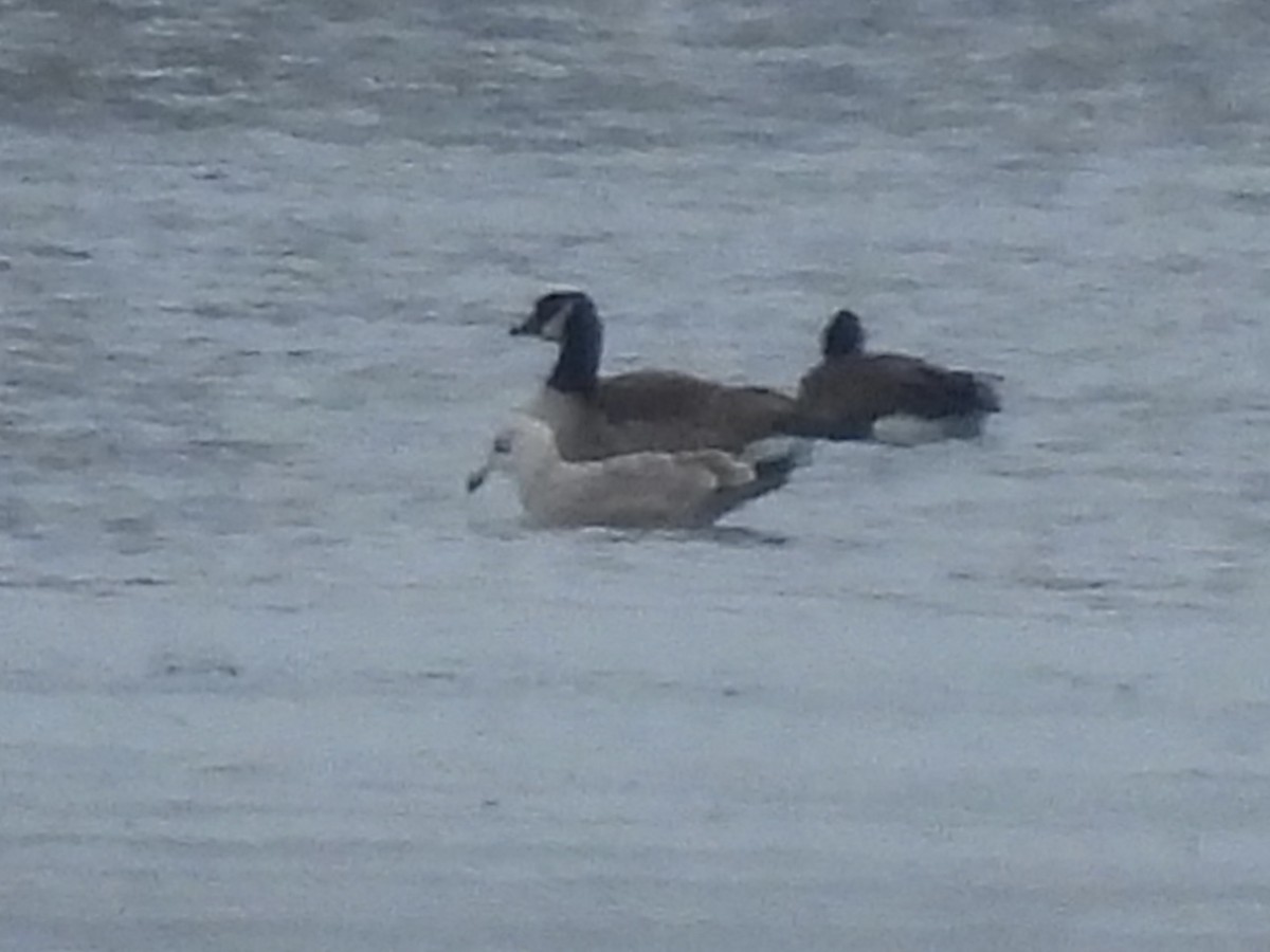 American Herring Gull - ML647649602