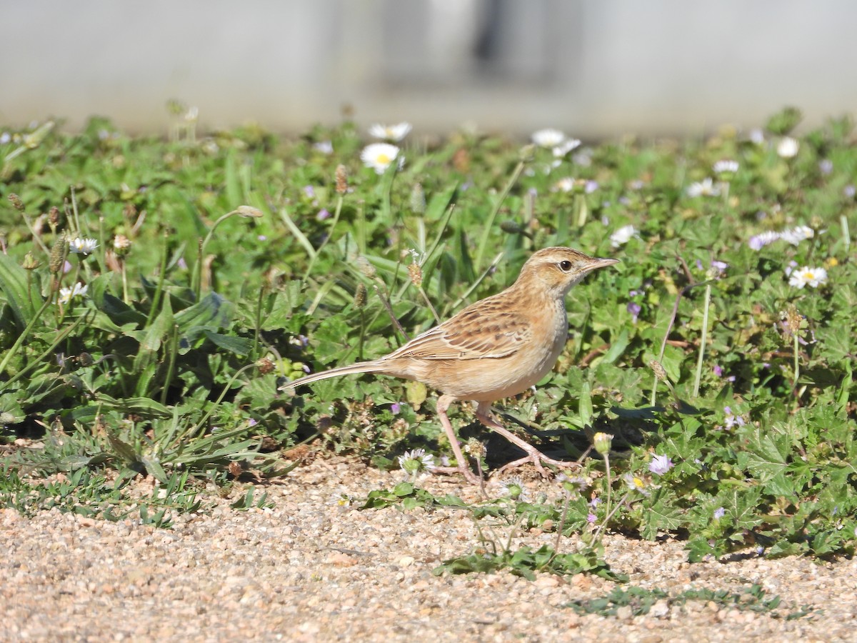 Australian Pipit - ML647649631
