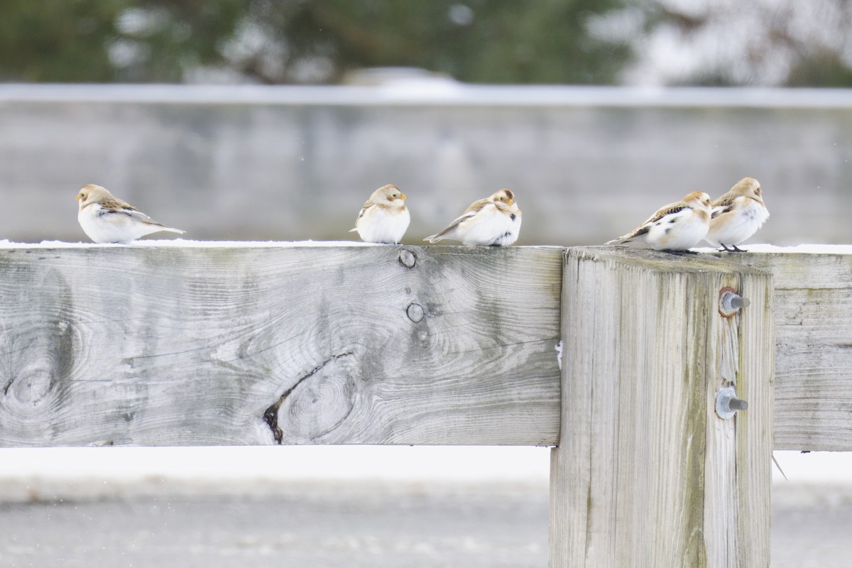 Snow Bunting - ML647649632