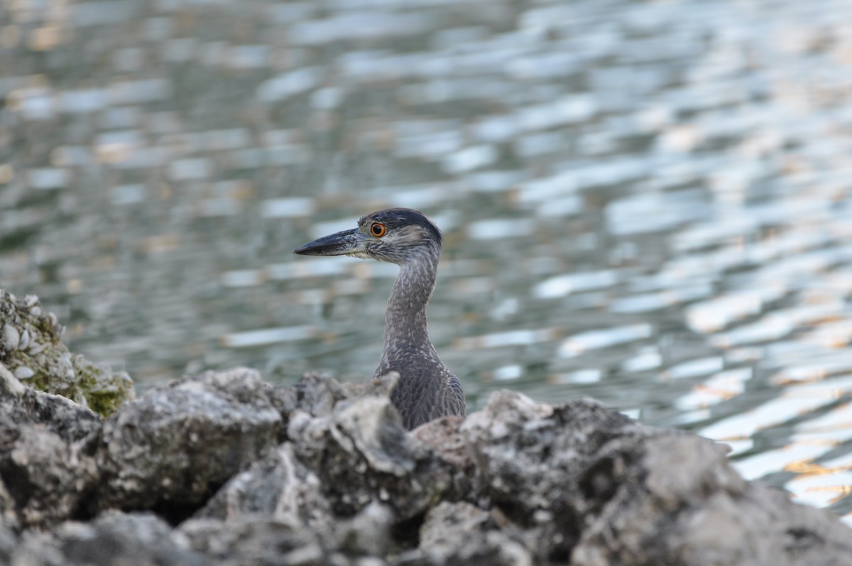 kvakoš žlutočelý - ML647649640