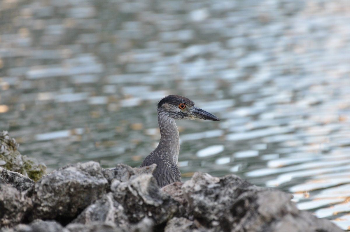 kvakoš žlutočelý - ML647649641