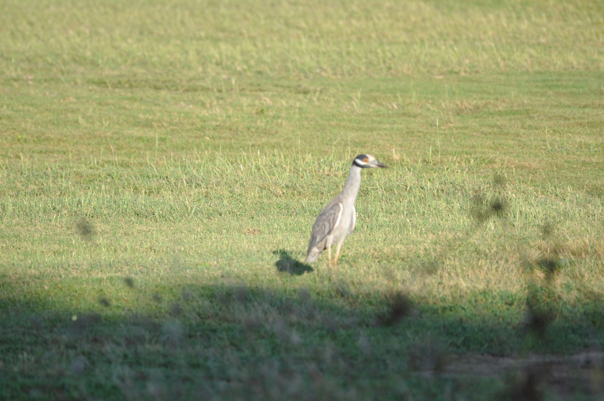 kvakoš žlutočelý - ML647649642