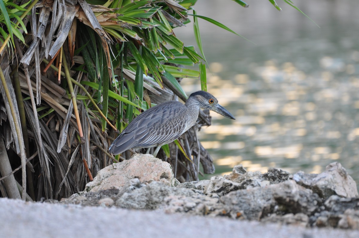 kvakoš žlutočelý - ML647649643