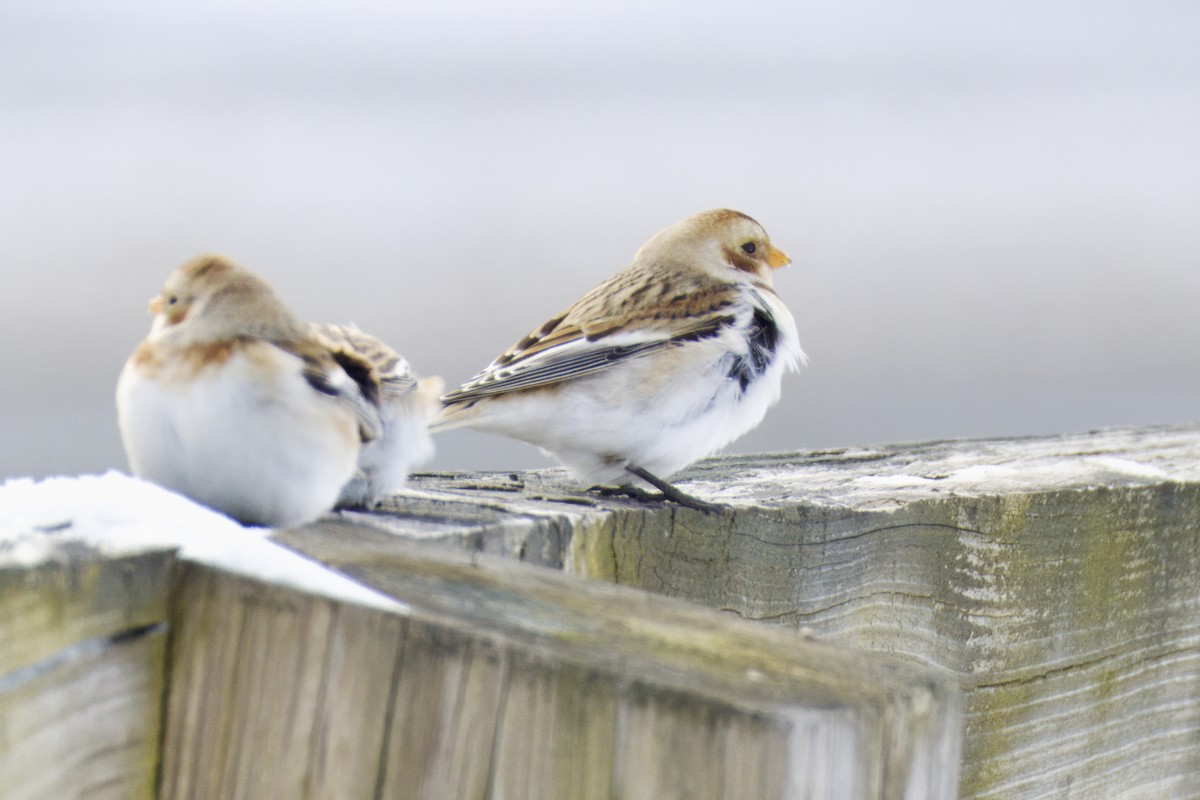 Snow Bunting - ML647649654
