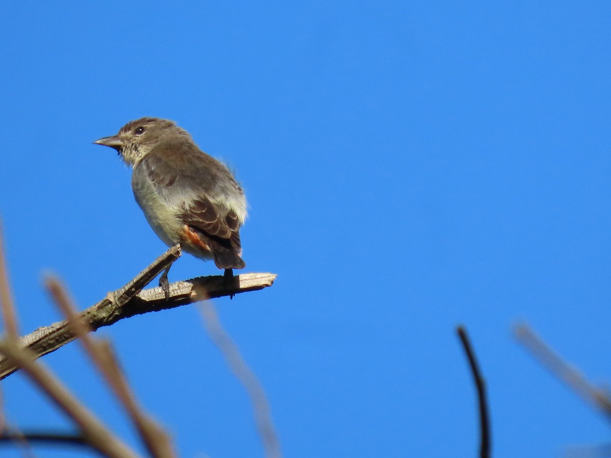 Mistletoebird - ML647649656