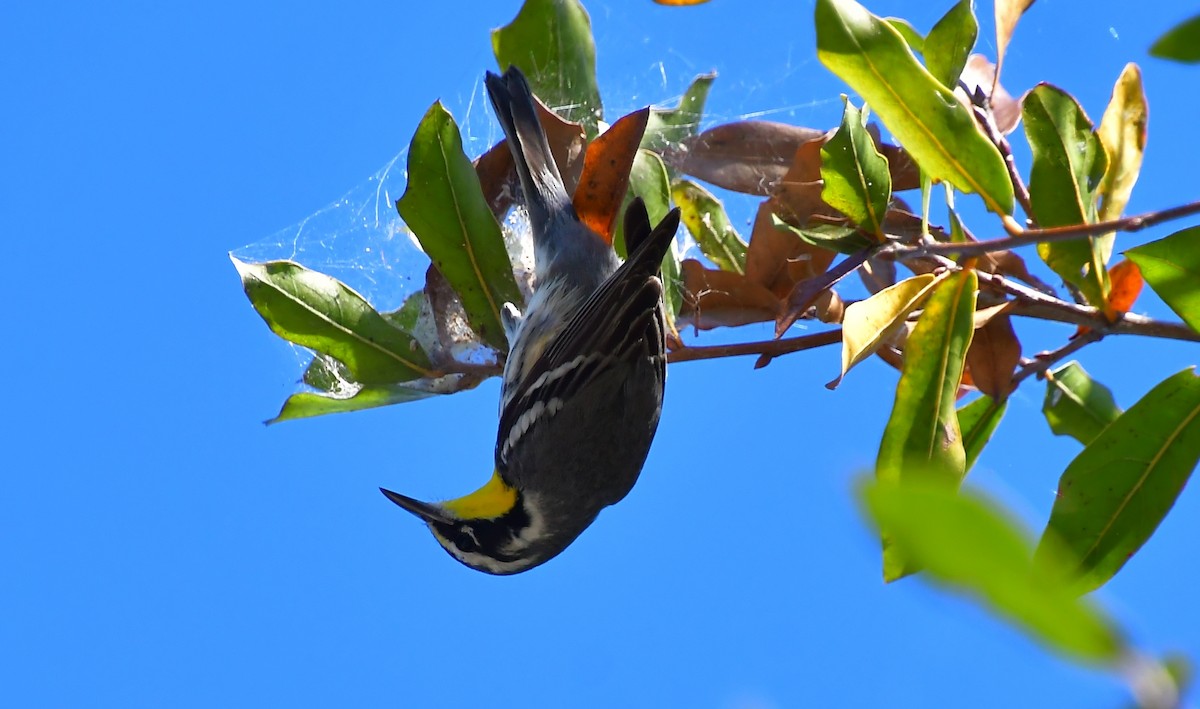 Paruline à gorge jaune - ML647649661