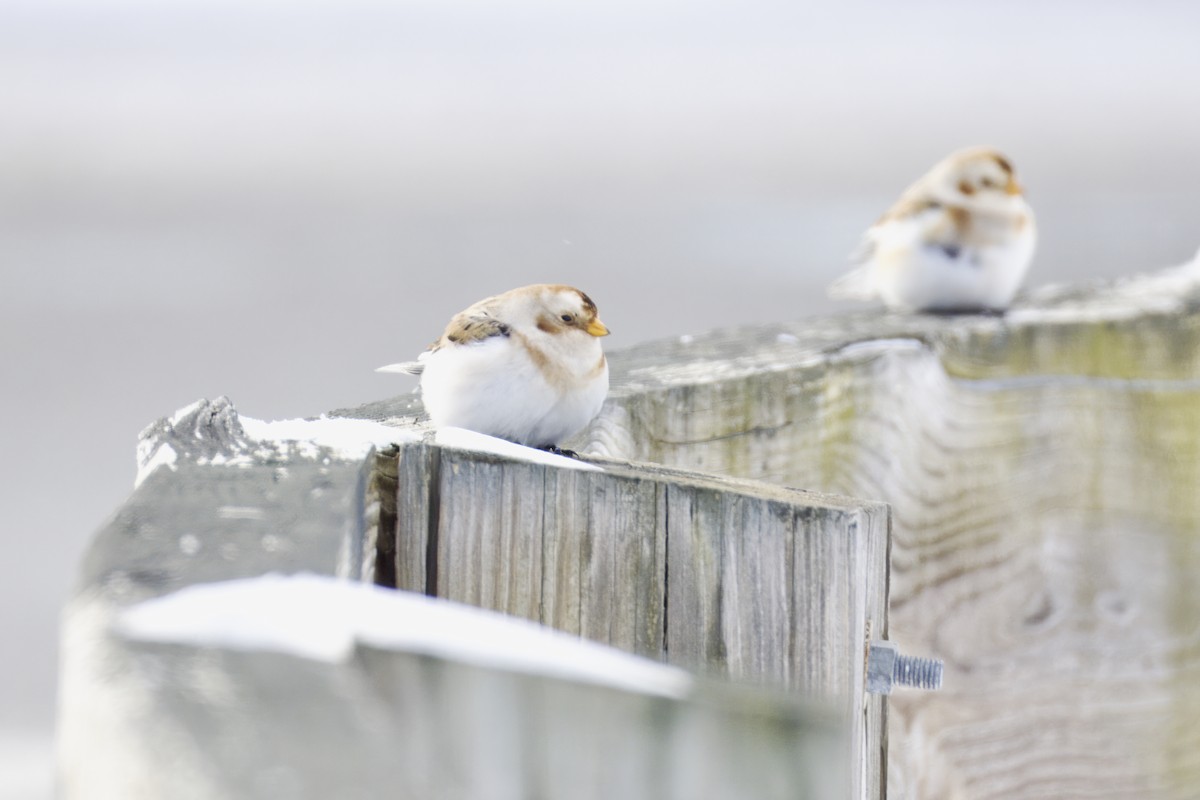 Snow Bunting - ML647649667