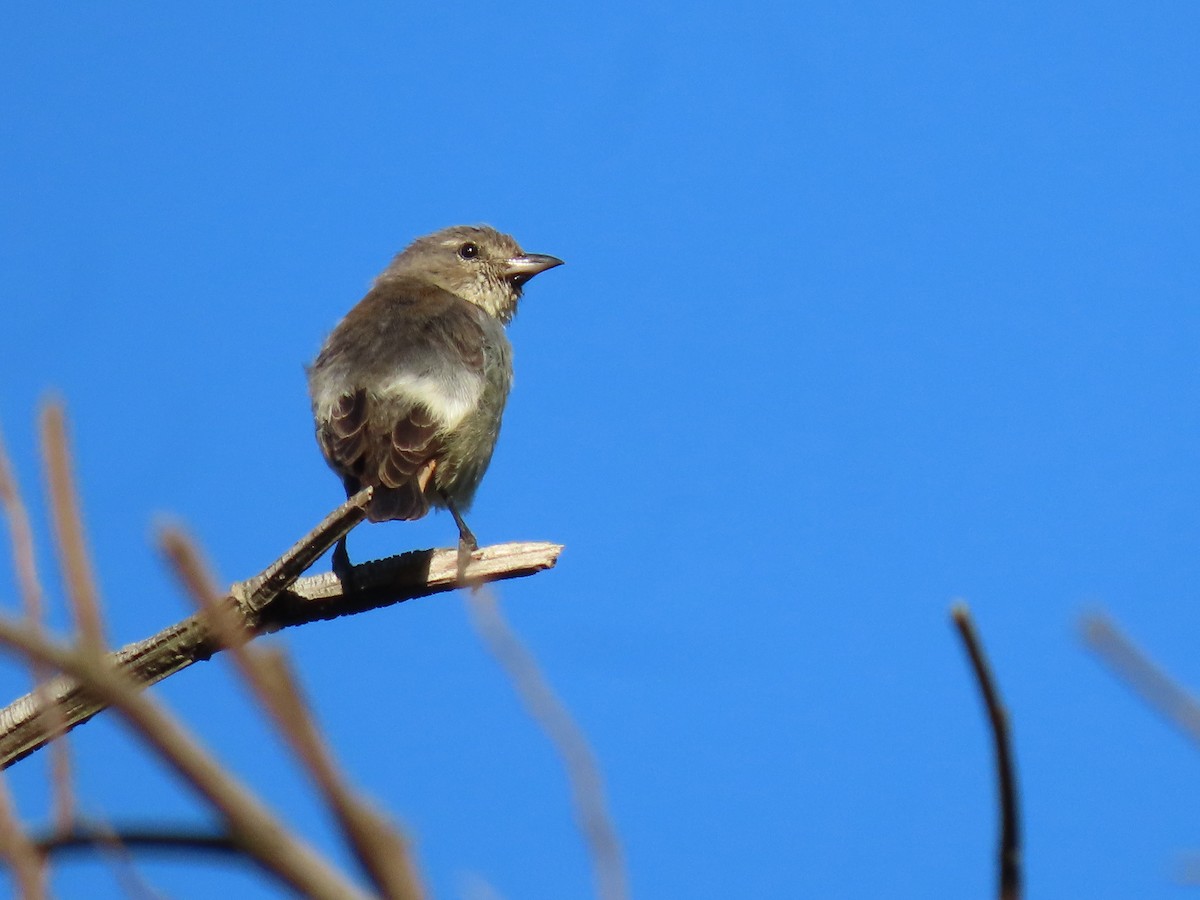 Mistletoebird - ML647649673