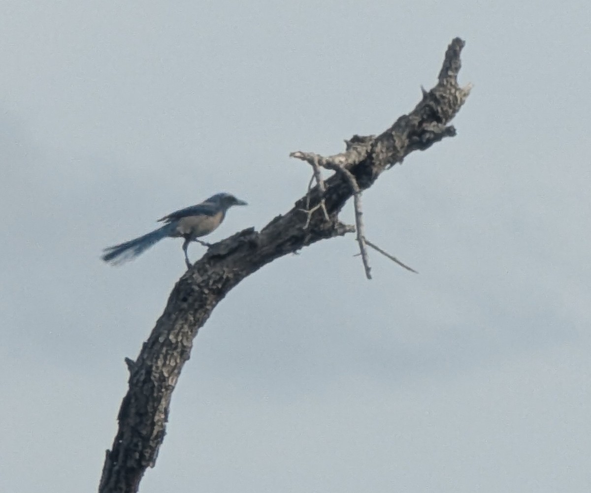 Florida Scrub-Jay - ML647649676