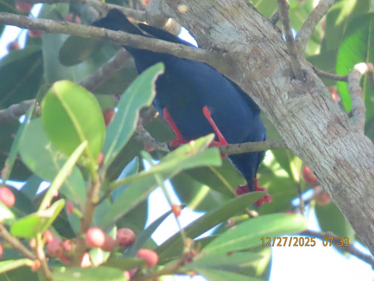 Red-legged Honeycreeper - ML647649684