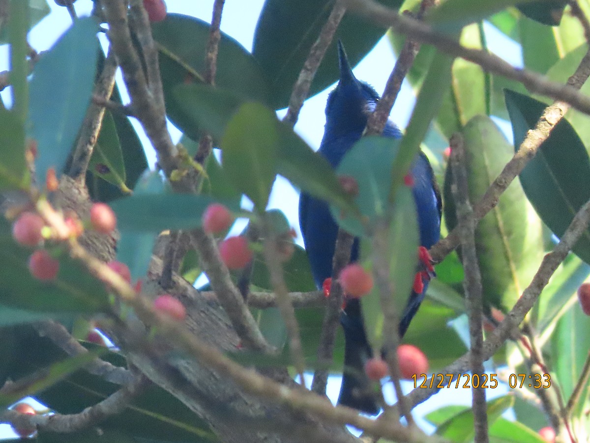 Red-legged Honeycreeper - ML647649685