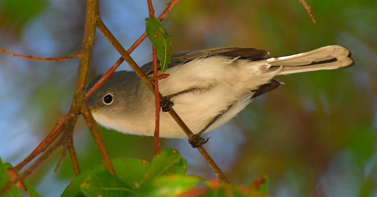 Blue-gray Gnatcatcher - ML647649687