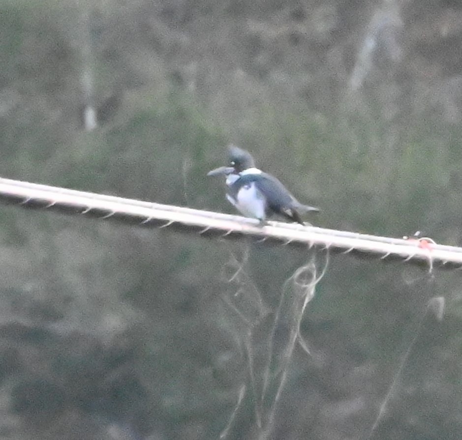 Belted Kingfisher - ML647649688