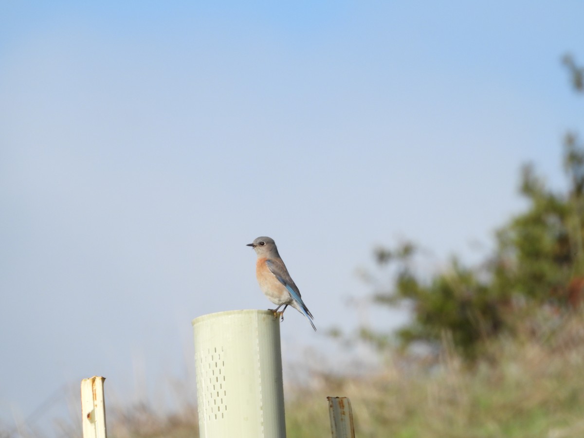 Western Bluebird - ML647649689