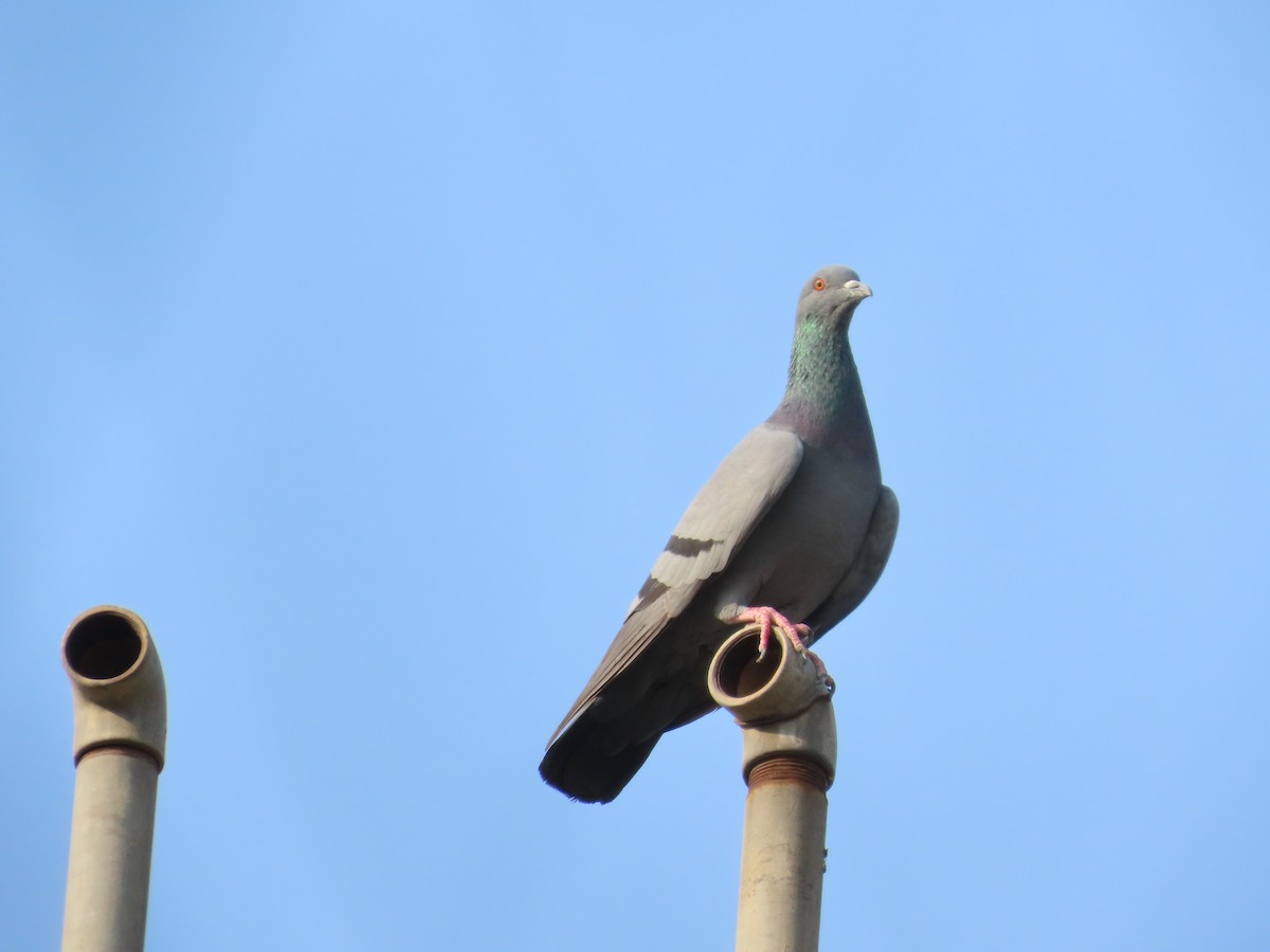 Rock Pigeon (Feral Pigeon) - ML647649690