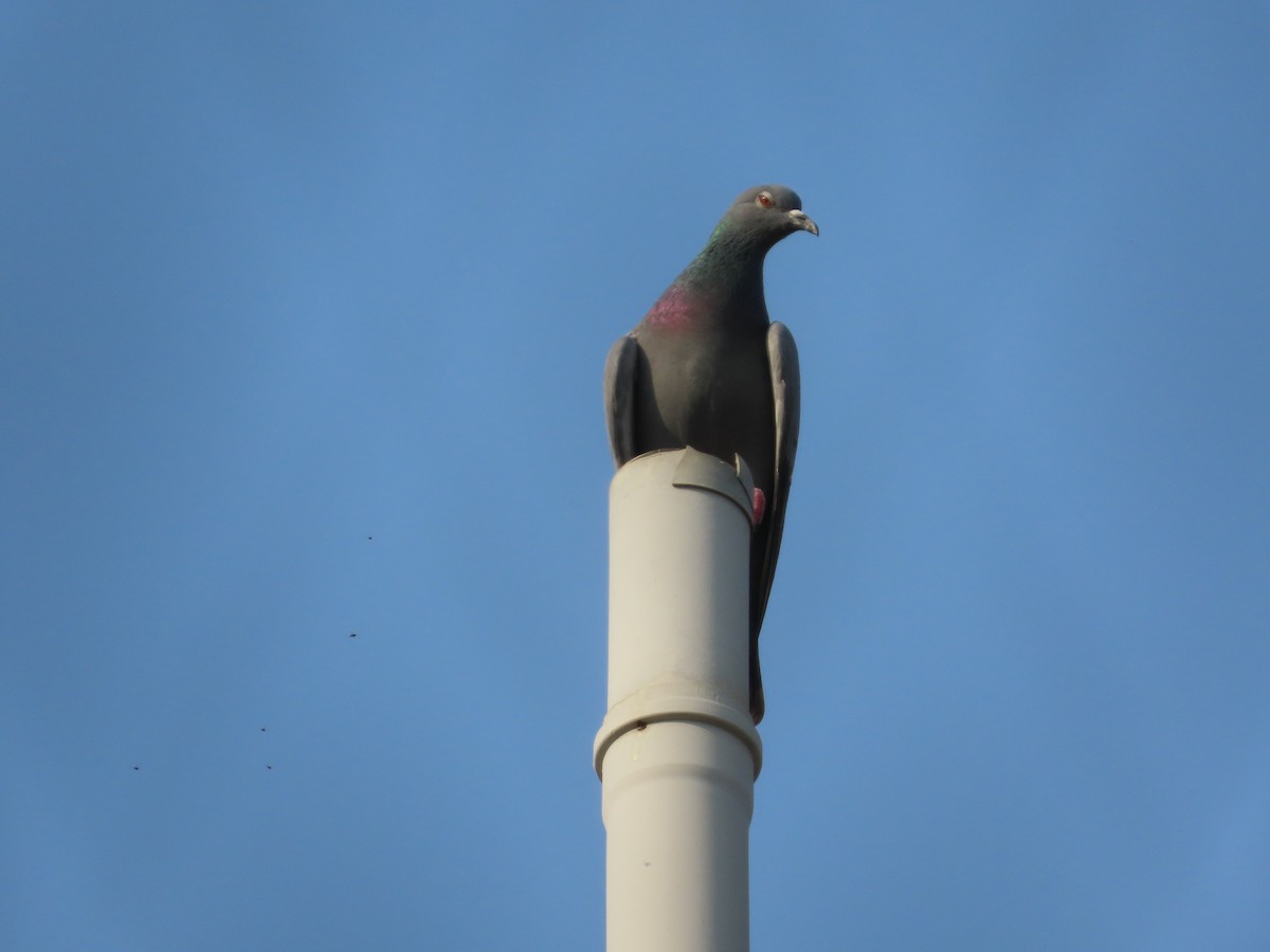 Rock Pigeon (Feral Pigeon) - ML647649691