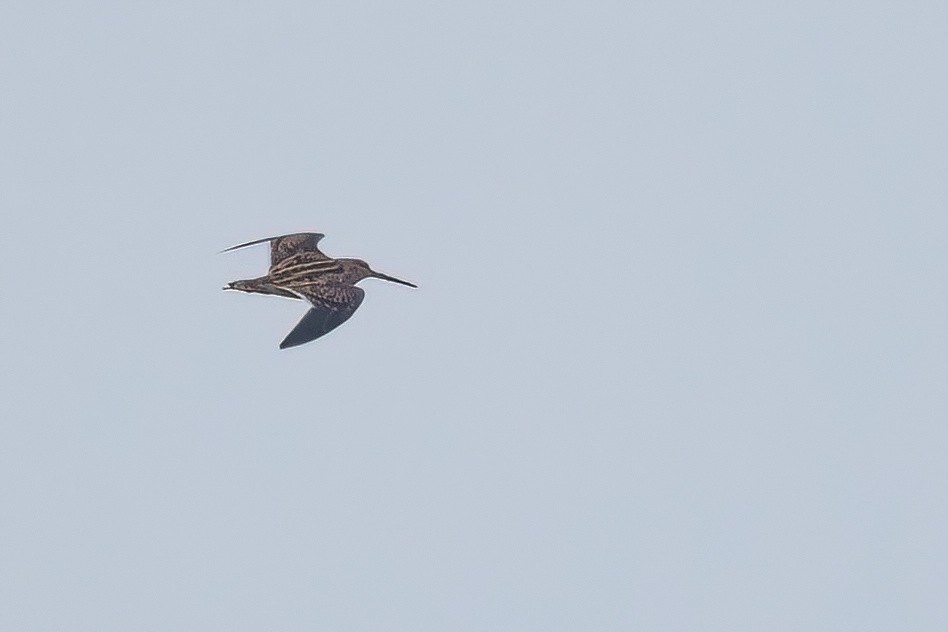 Common Snipe - ML647649692