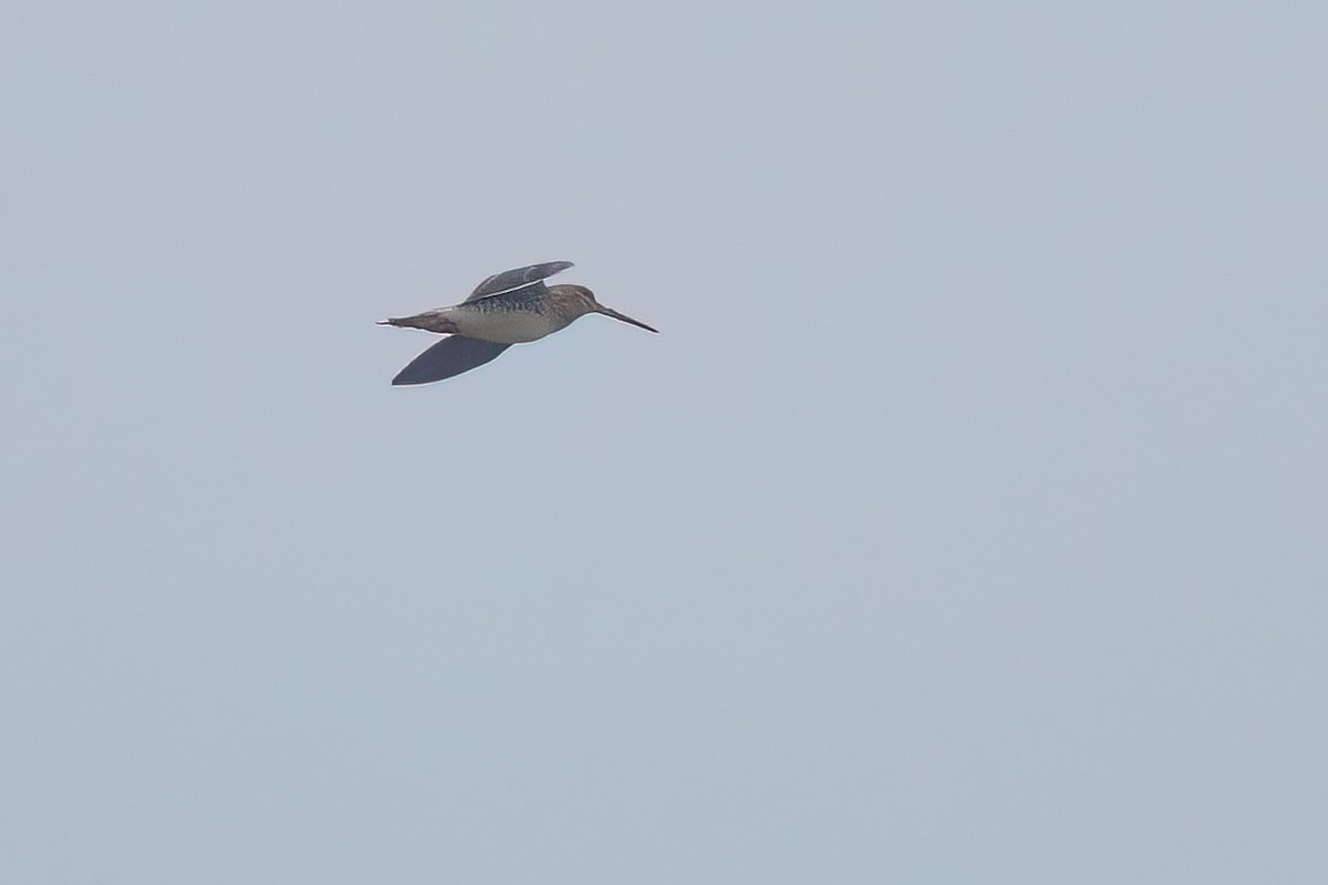 Common Snipe - ML647649693