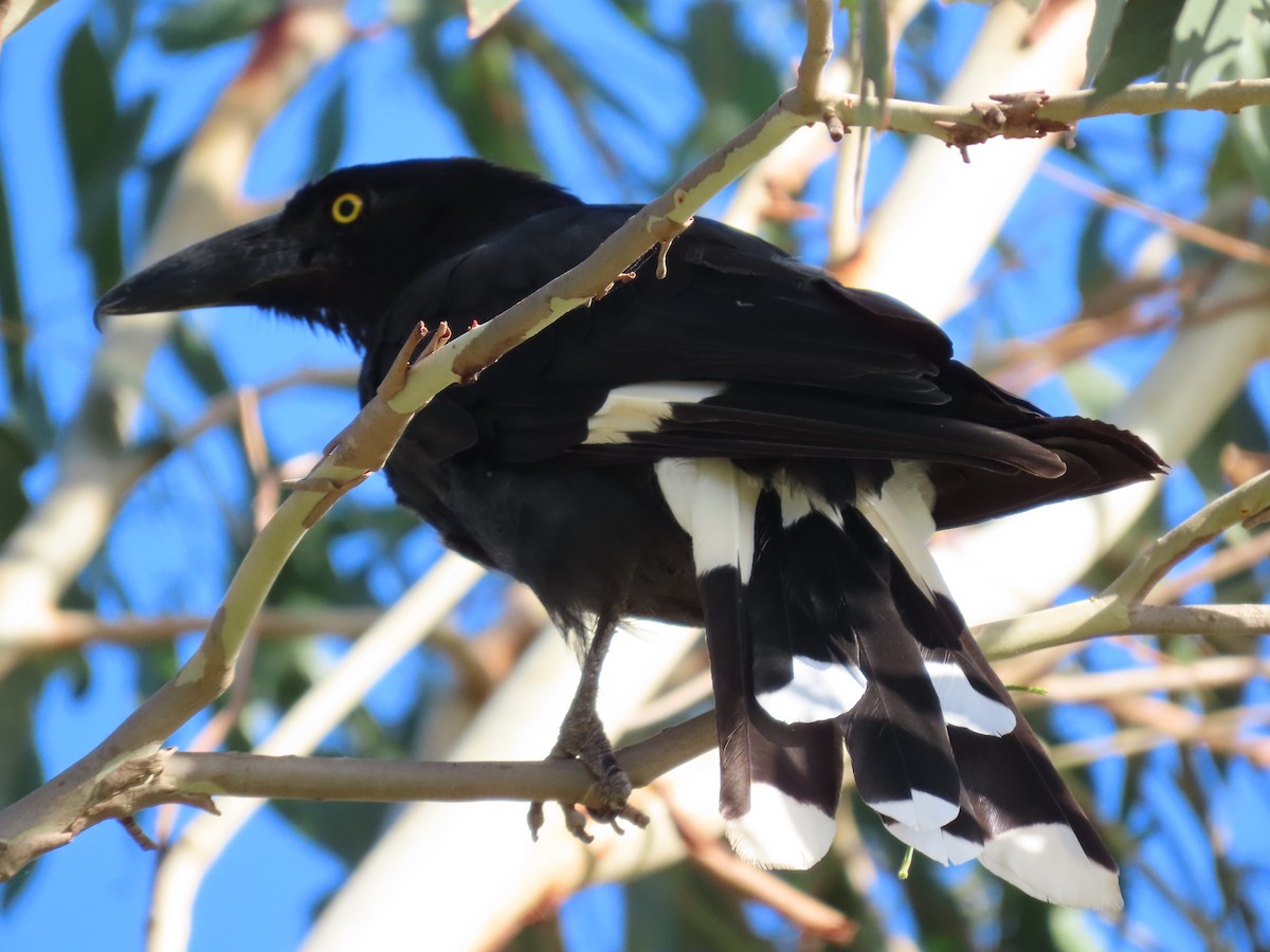 Pied Currawong - ML647649694