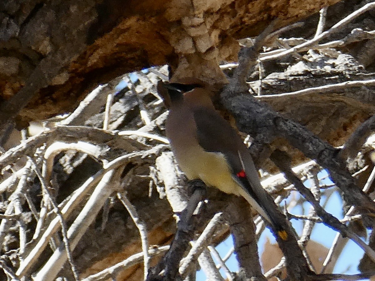 Cedar Waxwing - ML647649696