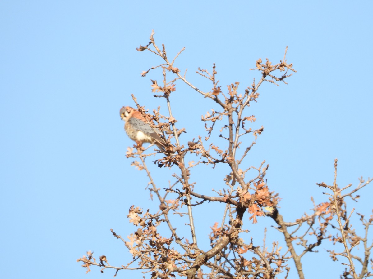 American Kestrel - ML647649698