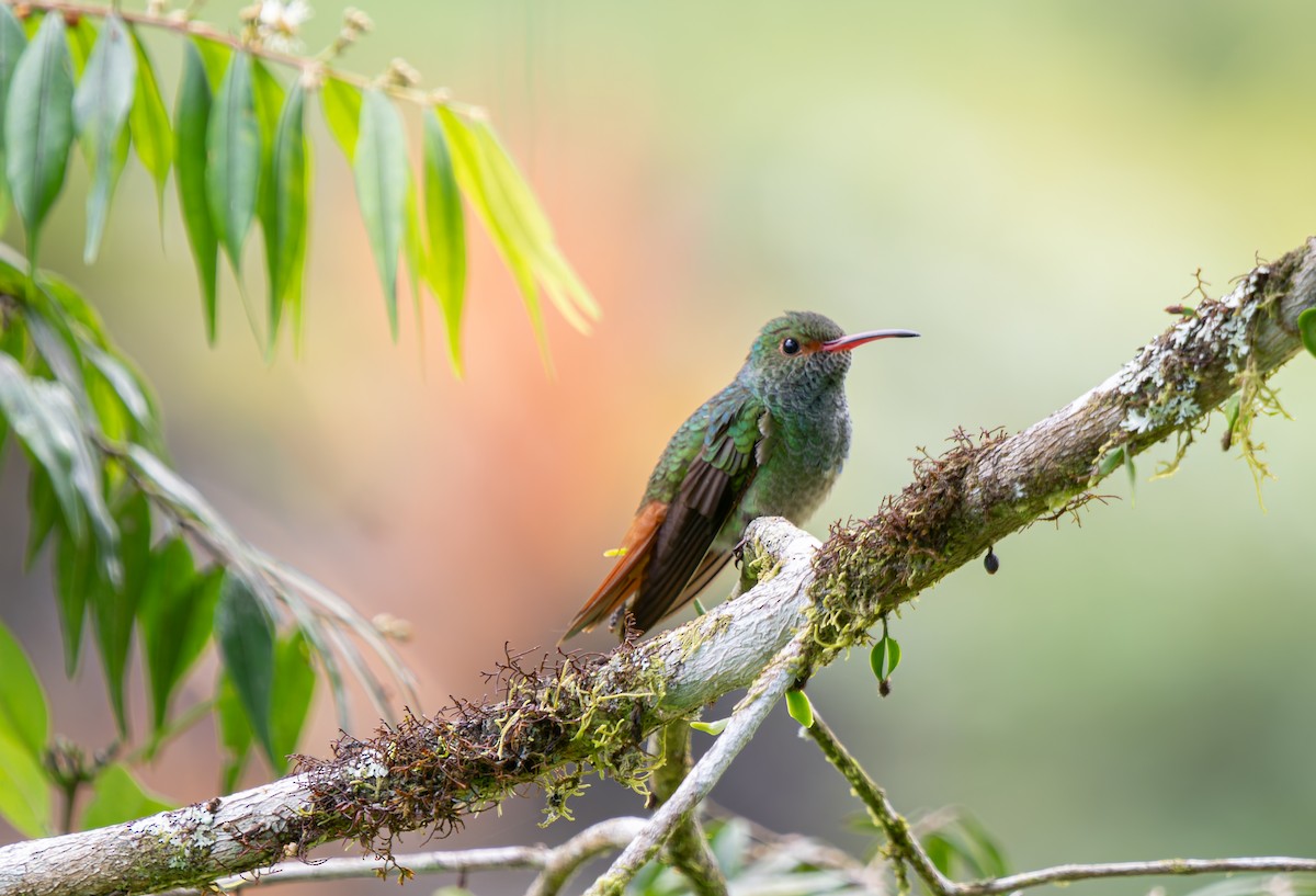 Rufous-tailed Hummingbird - ML647649700