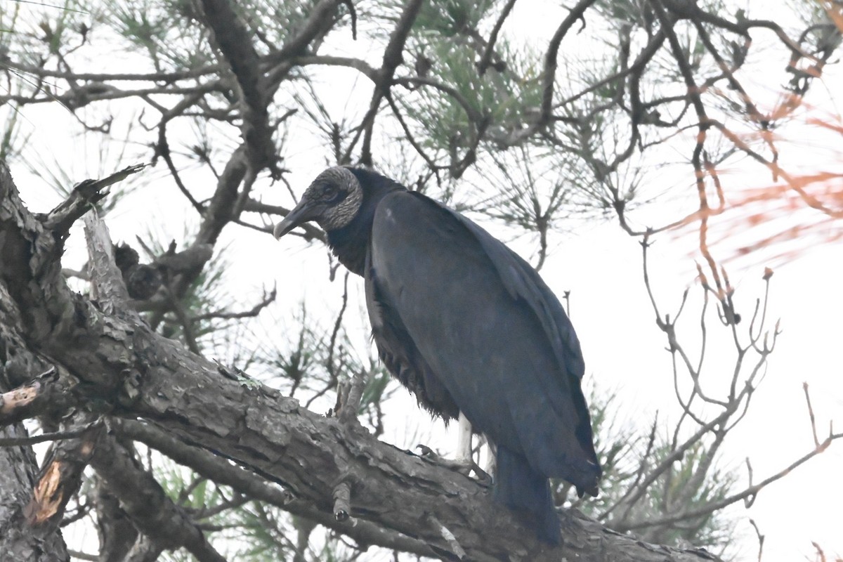 Black Vulture - ML647649701