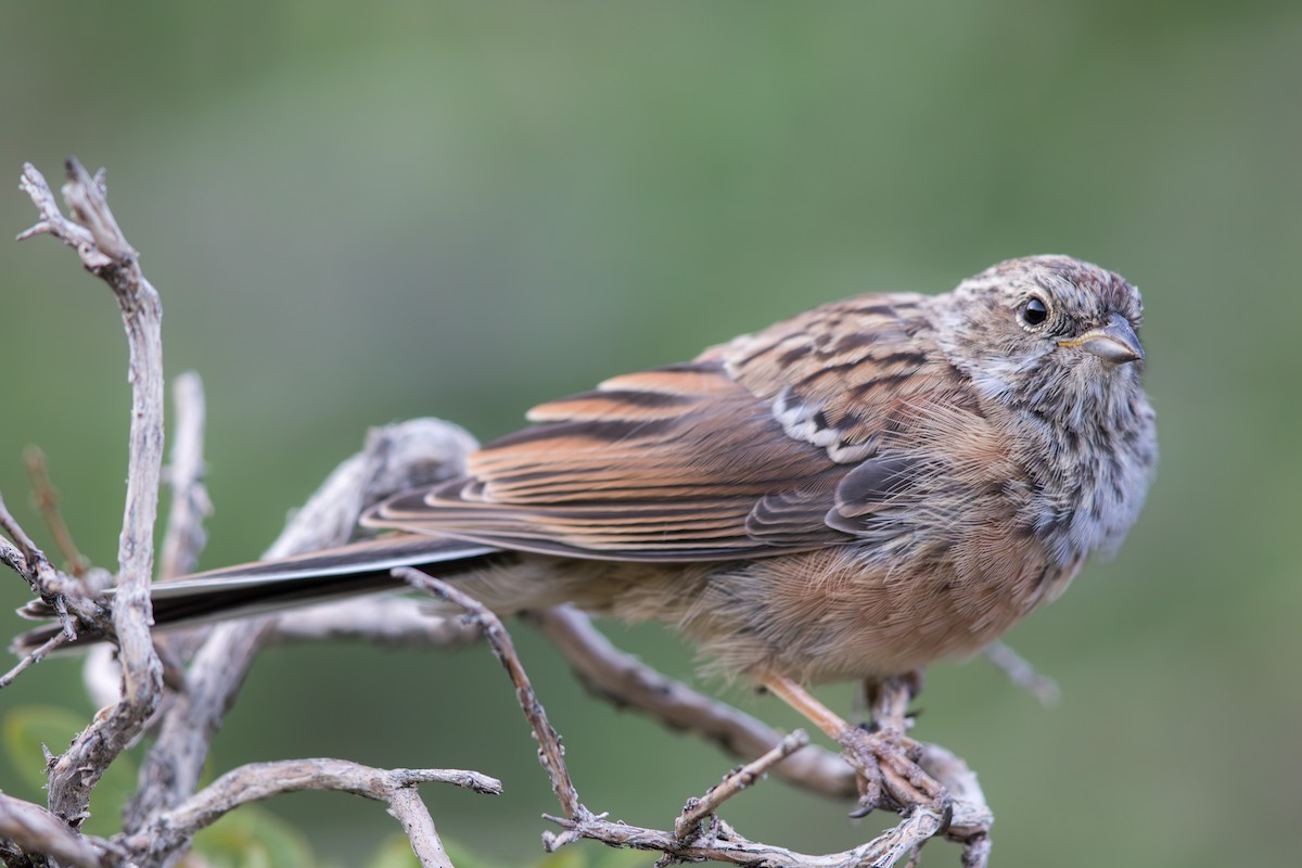 Godlewski's Bunting - ML647649702