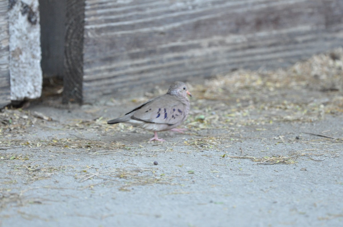 Common Ground Dove - ML647649703