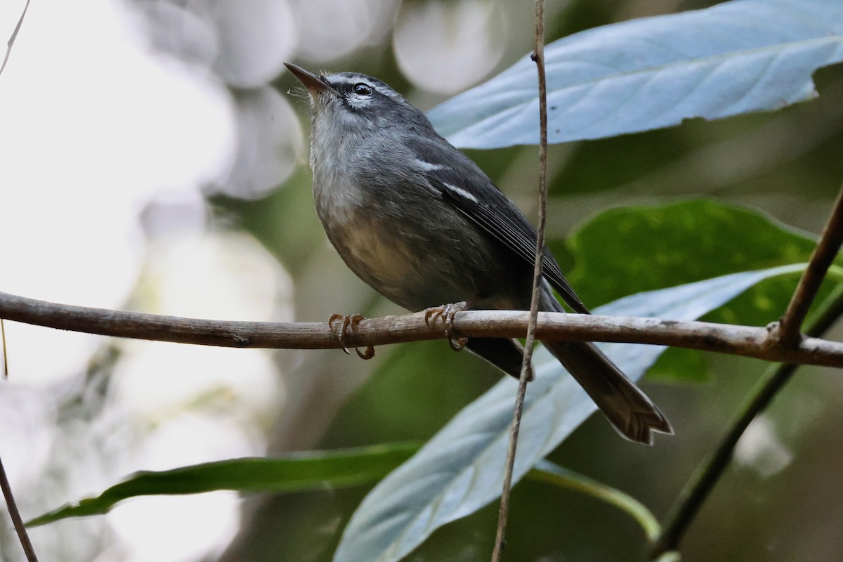 Plumbeous Warbler - ML647649706