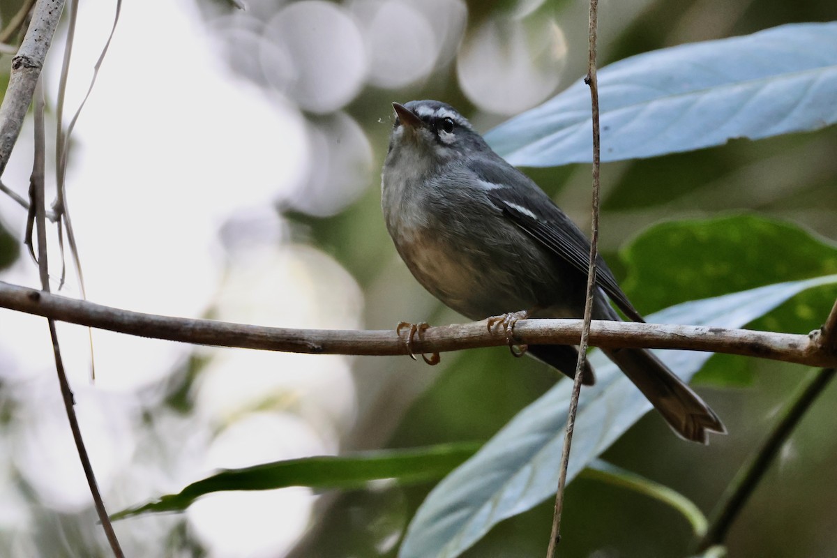 Plumbeous Warbler - ML647649707