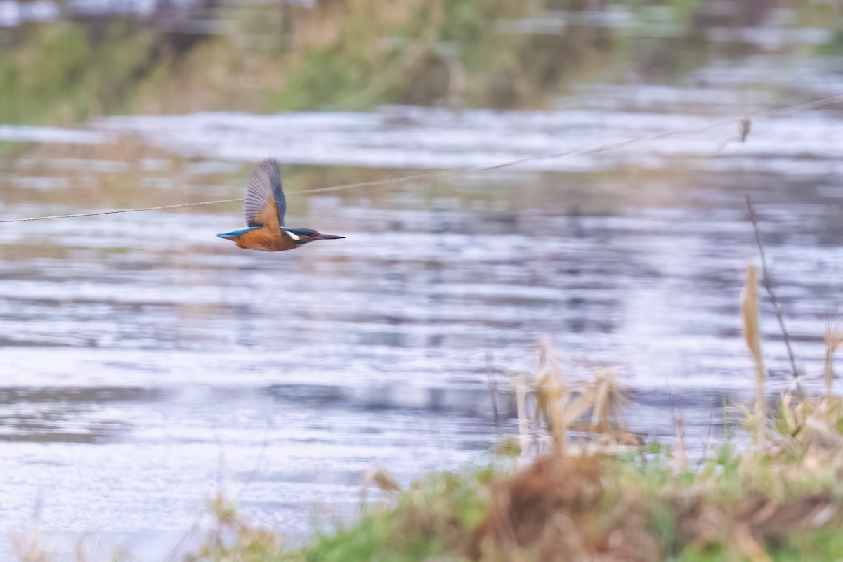 Common Kingfisher - ML647649712