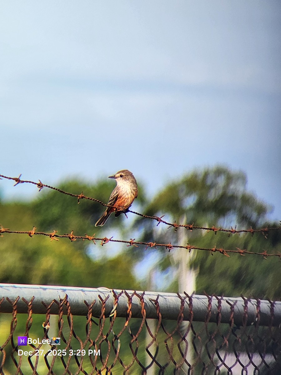 Vermilion Flycatcher - ML647649715