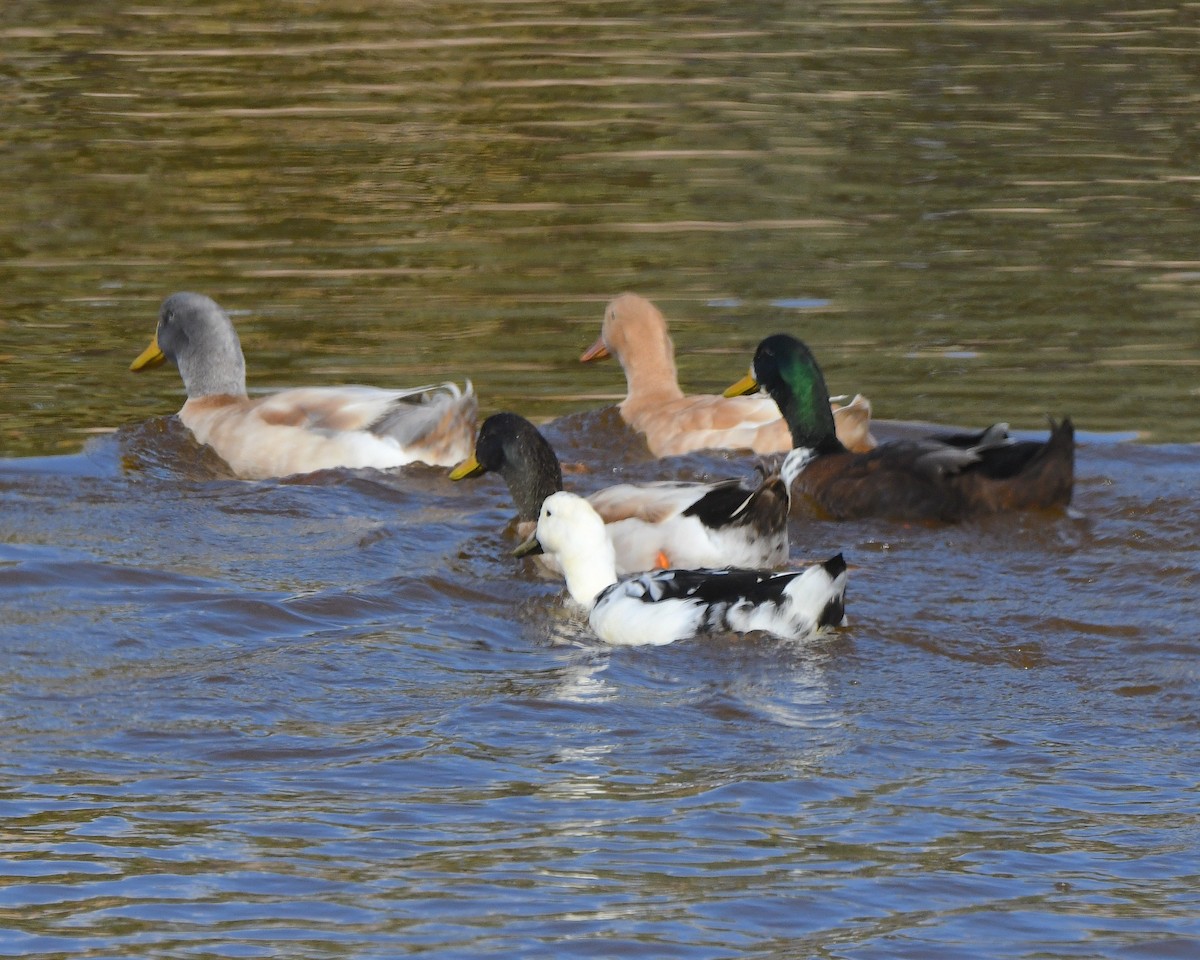 Mallard (Domestic type) - ML647649716