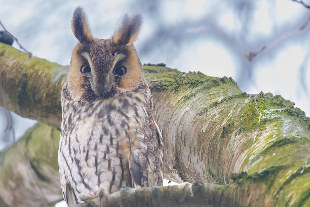 Long-eared Owl - ML647649765