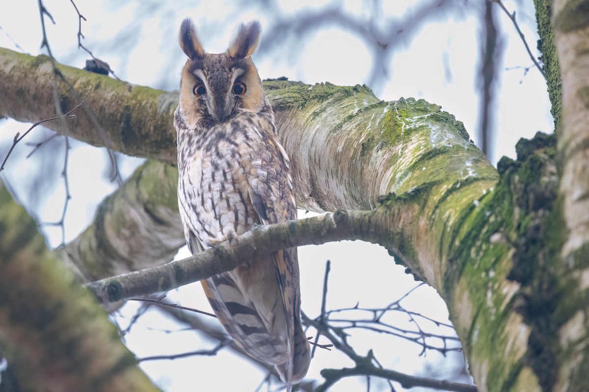 Long-eared Owl - ML647649767